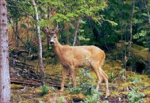 How Much Should You Tip in Swiss Restaurants