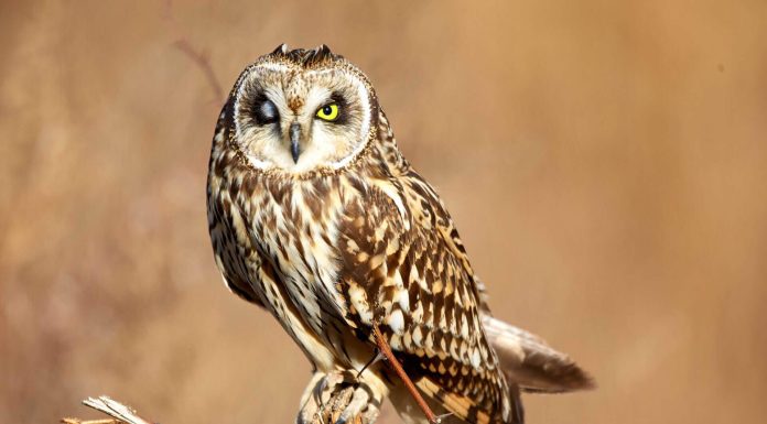 Where to Find Morocco’s True Flavors