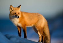 September 2015 Food Festivalsv