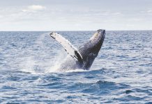 Get the Best Roomservice Dinner Ever